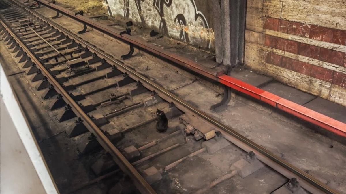 o pisica neagra filmata pe sinele de la metrou la titan ce spun asociatiile care au preluat cazul
