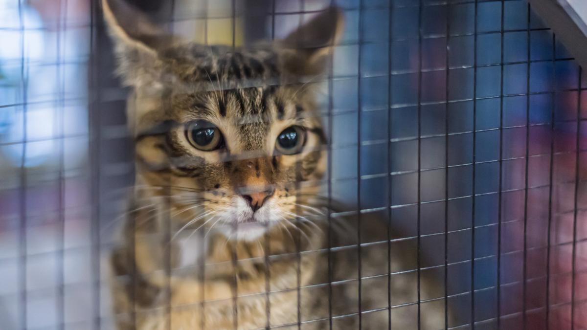 peste 120 de pisici au fost salvate din doua locuinte din bucuresti animalele erau tinute in conditii precare