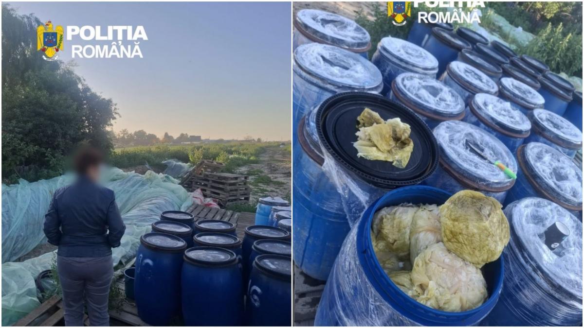 s au descoperit 8 tone de varza murata ingropate in pamant in dambovita toata cantitatea a fost distrusa