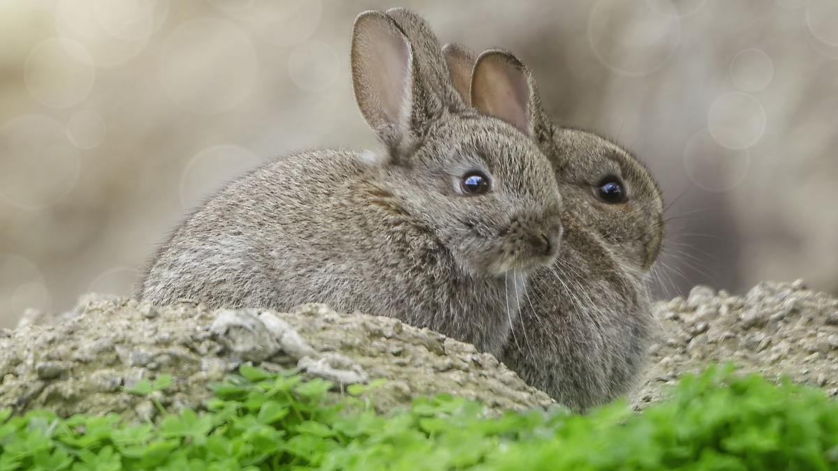 australia a avut la inceput 13 iepuri dupa decenii erau cateva sute de milioane si au provocat cel mai mare dezastru din istoria tari