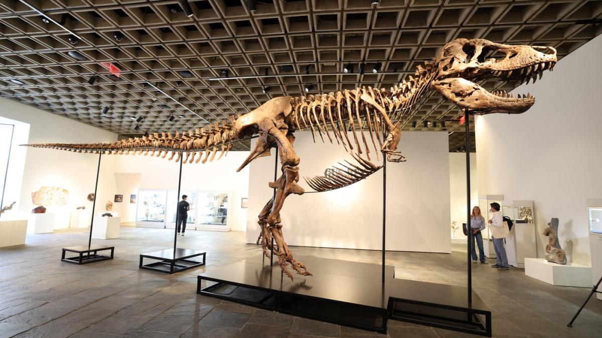 cel mai scump schelet de dinozaur din istorie t rexul gus a fost vandut cu 50 de milioane de dolari la o licitatie in new york