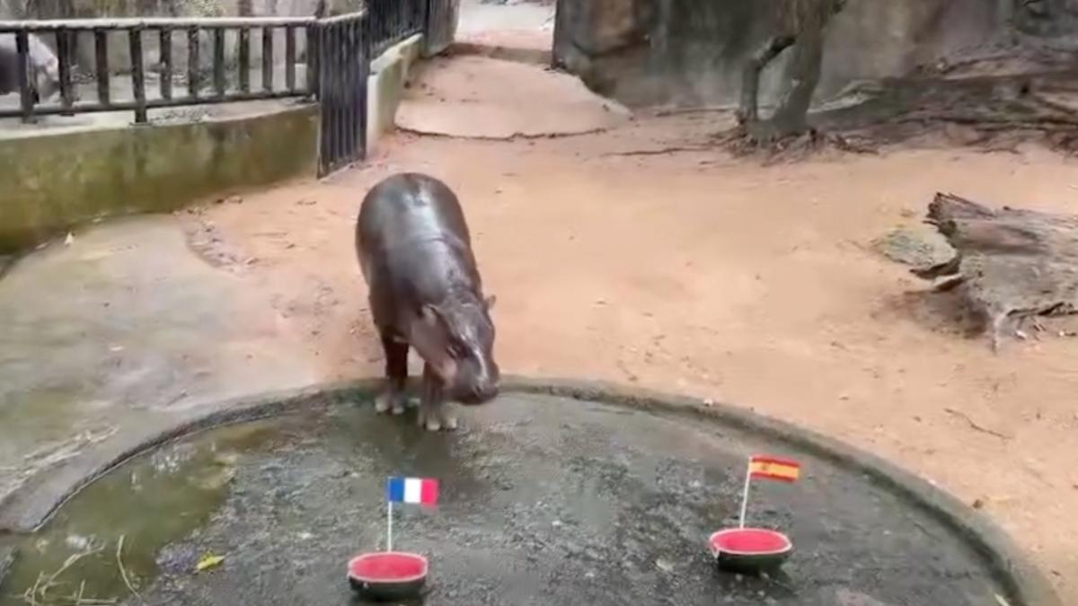 hipopotam moo deng prezice cine intra in finala cupa mondiala 2026
