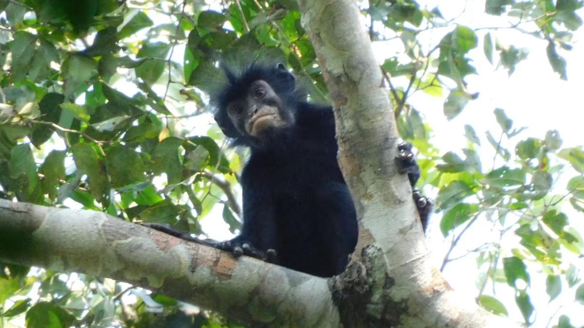 maimuta neagra