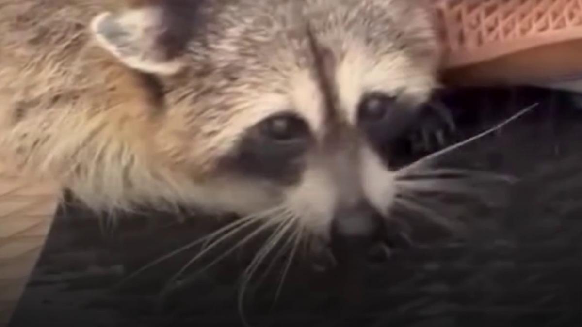 imagini emotionante un raton surprins de furtuna in mijlocul lacului salvat de doi tineri