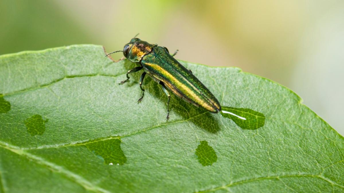 gandac smarald daunator frasin agrilus planipennis