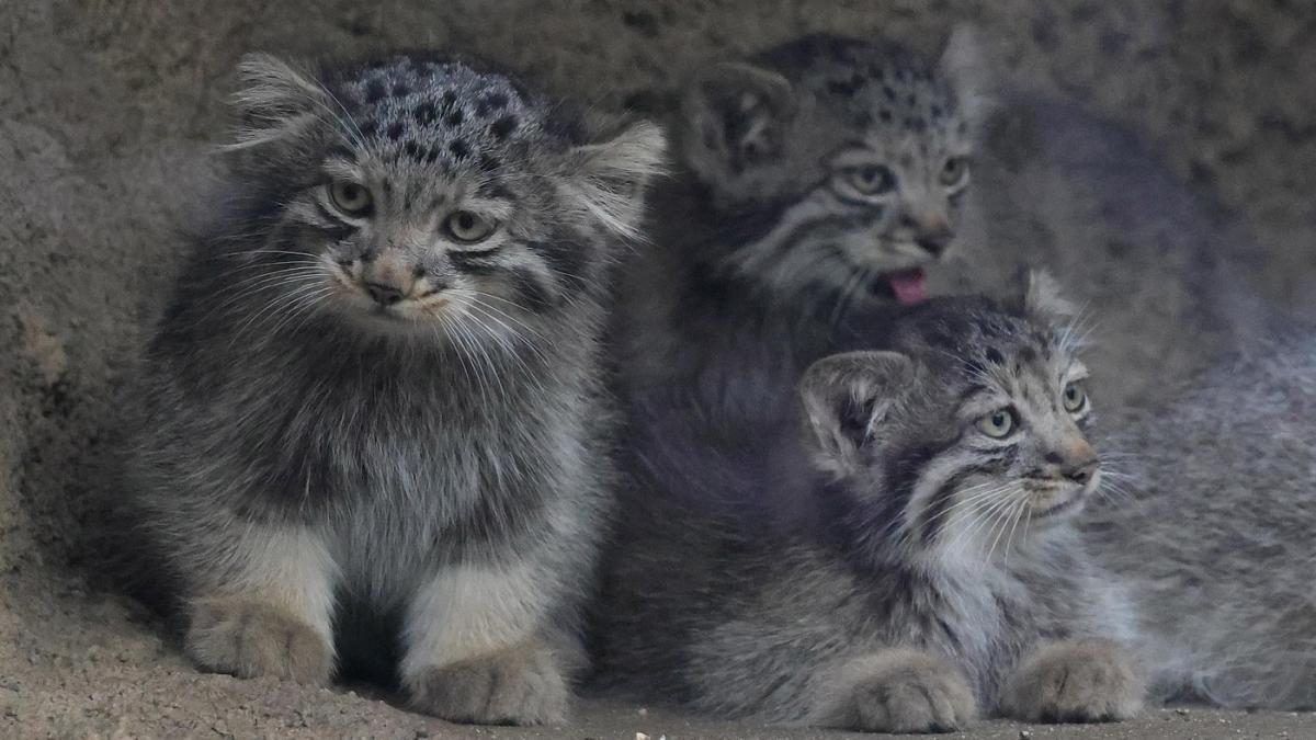 manul (1)
