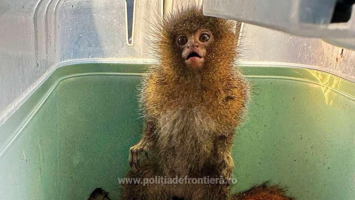 o ucraineanca avea in portbagaj patru maimute in doua cutii ce s a intamplat la vama moravita si ce le a spus politistilor