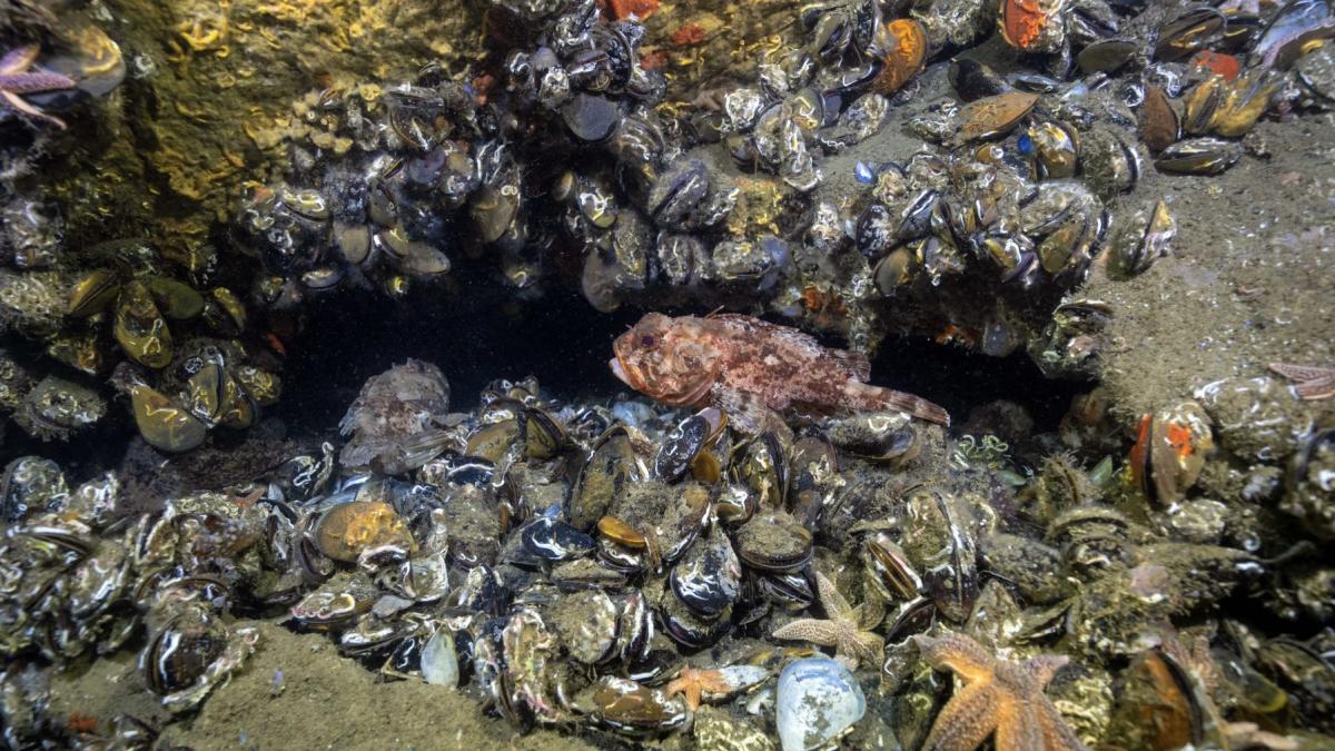 apele din italia fierb la 32 c 100 de tone de midii au murit si pana la 90 din scoici au fost pierdute