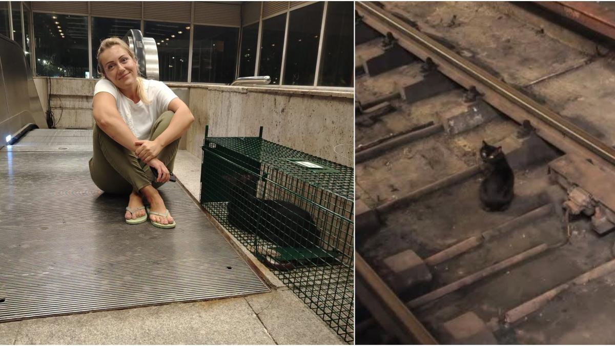 pisicul de la metroul titan a fost salvat dupa patru ani printre sine acum il cheama misu si are deja un stapan care il asteapta