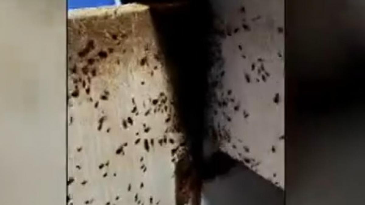 invazie de plosnite in mai multe blocuri din capitala oamenii arunca mobila sau chiar isi vand apartamentele din cauza insectelor