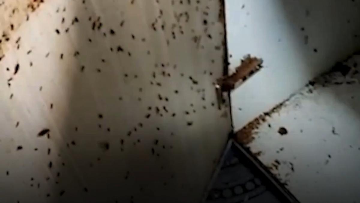 invazie de plosnite in mai multe blocuri din capitala oamenii arunca mobila sau chiar isi vand apartamentele din cauza insectelor