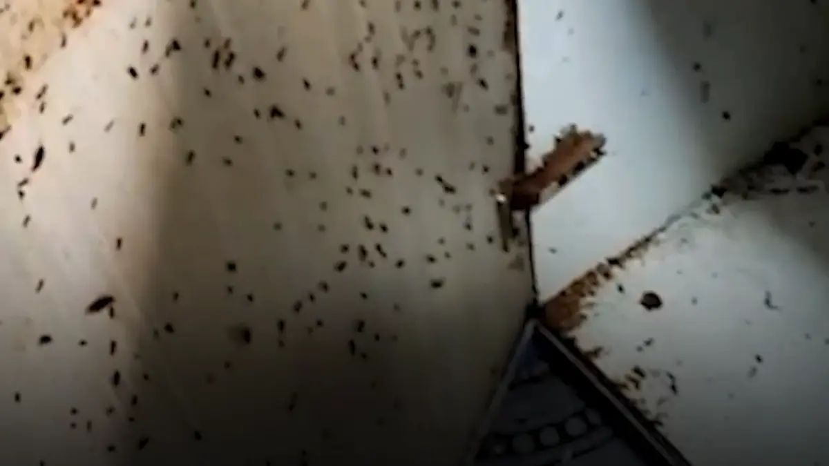 invazie de plosnite in mai multe blocuri din capitala oamenii arunca mobila sau chiar isi vand apartamentele din cauza insectelor