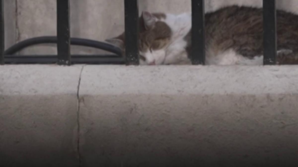 larry celebrul motan de la downing street isi asteapta al saptelea premier