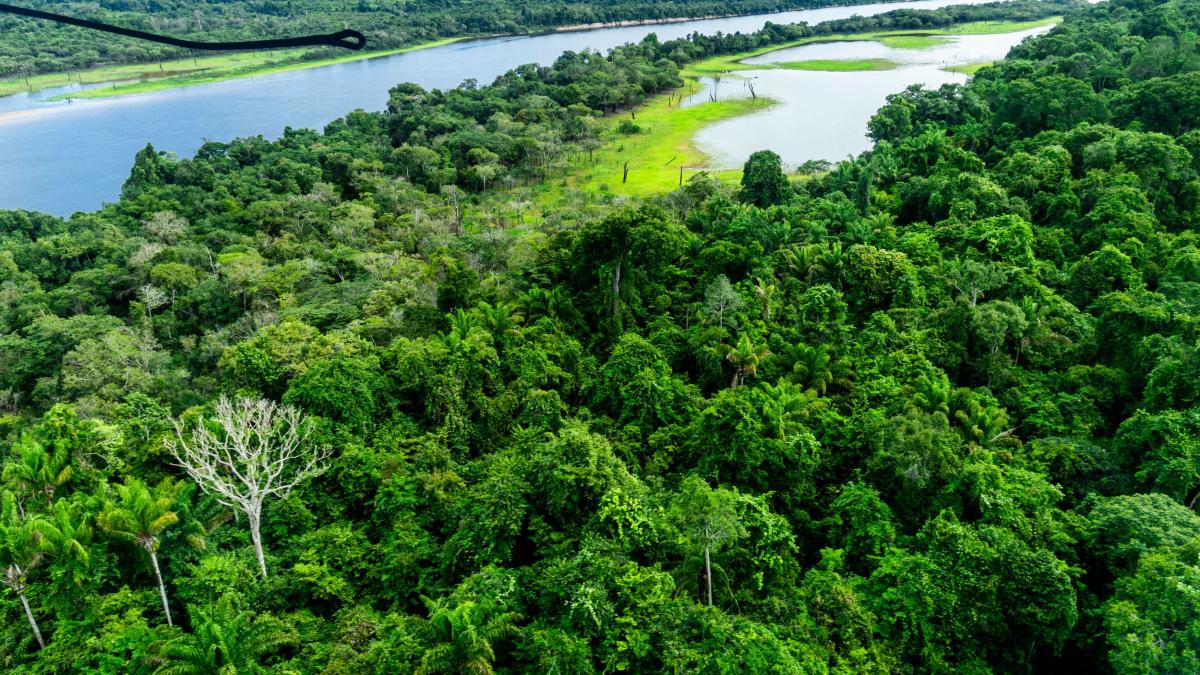 mafia aurului transforma amazonul intr un desert complet buncare tuneluri si mine ilegale au fost descoperite in inima junglei