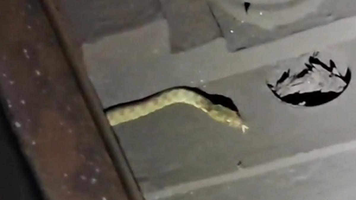dupa pisici au aparut si serpi la metrou o reptila a fost filmata intre statiile mihai bravu si timpuri noi