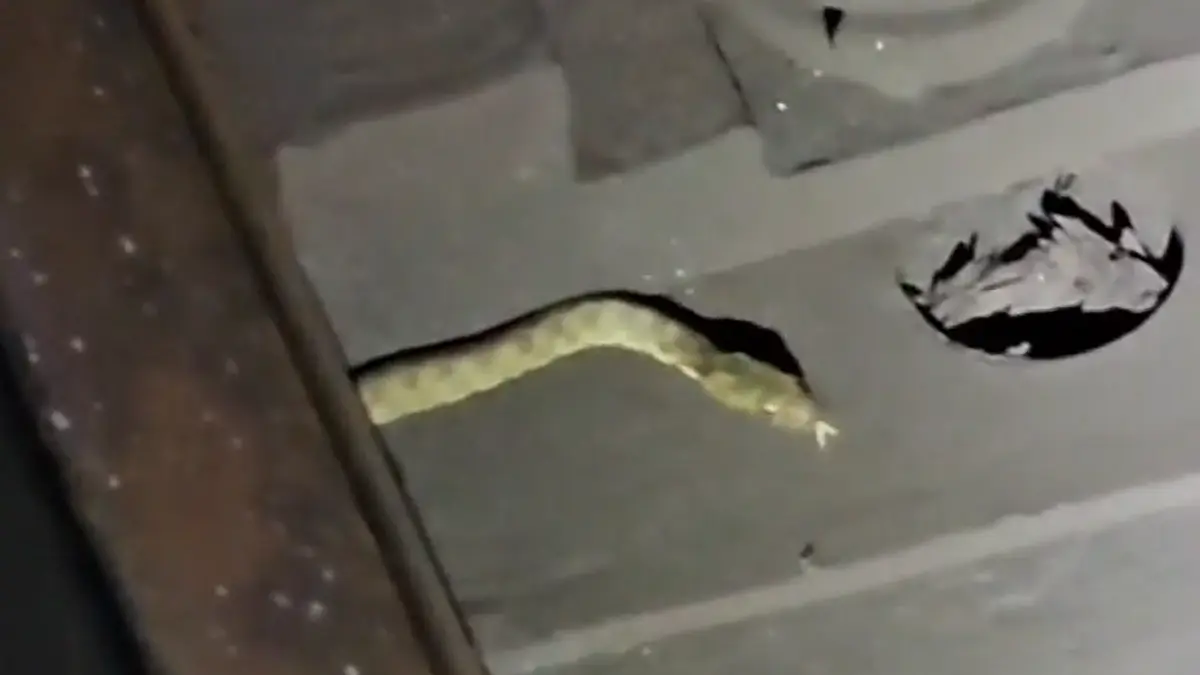 dupa pisici au aparut si serpi la metrou o reptila a fost filmata intre statiile mihai bravu si timpuri noi