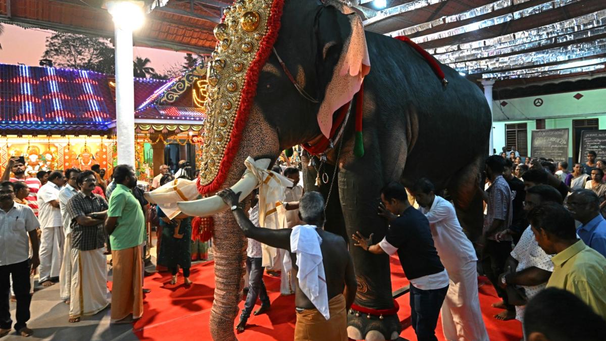 elefanti robot au inceput sa apara la templele hinduse si impart india in doua ong urile le doneaza ca sa protejeze animalul sacru