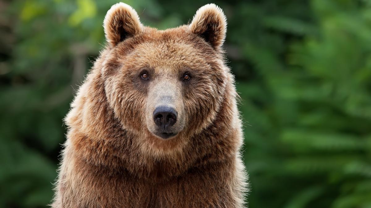 o ursoaica a fost capturata si eutanasiata in poiana brasov dupa aparitii repetate in zonele frecventate de turisti