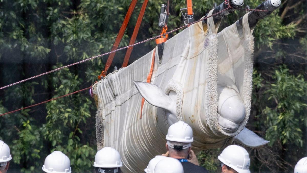 a inceput operatiunea de salvare a 30 de balene beluga abandonate intr un parc acvatic din canada dupa ce a fost inchis