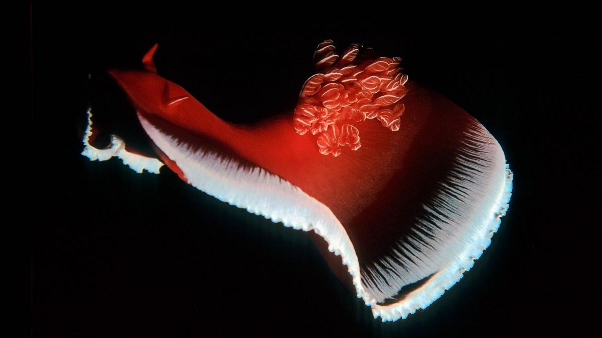 melcul de mare „dansatoarea spaniolă” (Hexabranchus sanguineus)