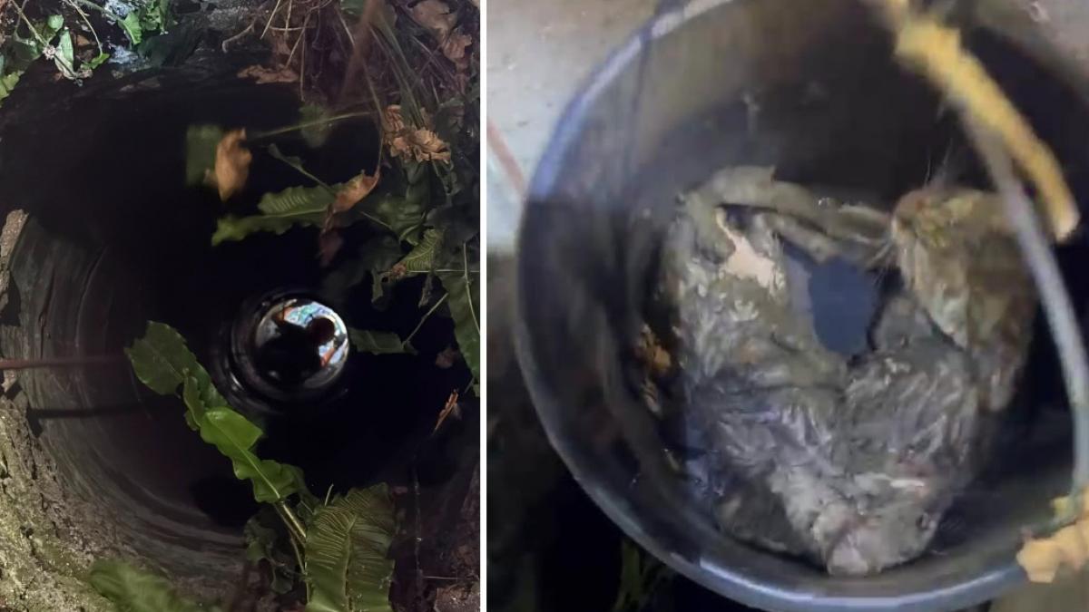 Doi pui de pisică au fost salvaţi de pompieri dintr-o fântână adâncă de 13 metri din judeţul Bihor. Intervenţia specială a fost filmată