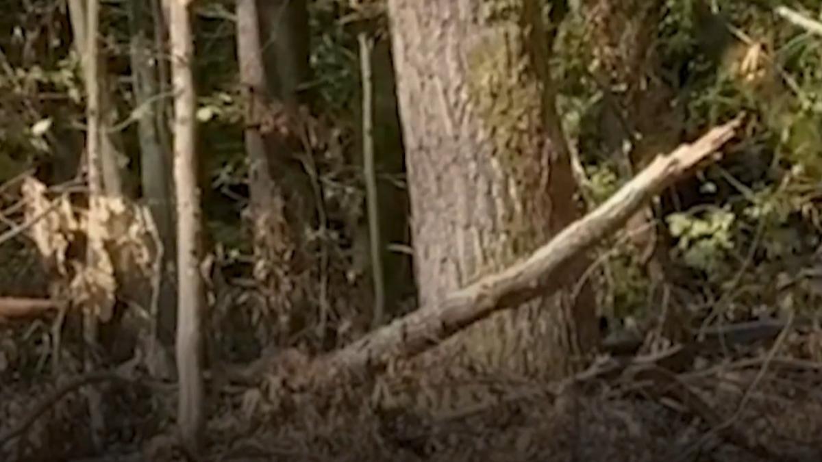 jaful din padurile tarii codrului sute de arbori taiati ilegal lemn ascuns in spatele unei ferme de porci
