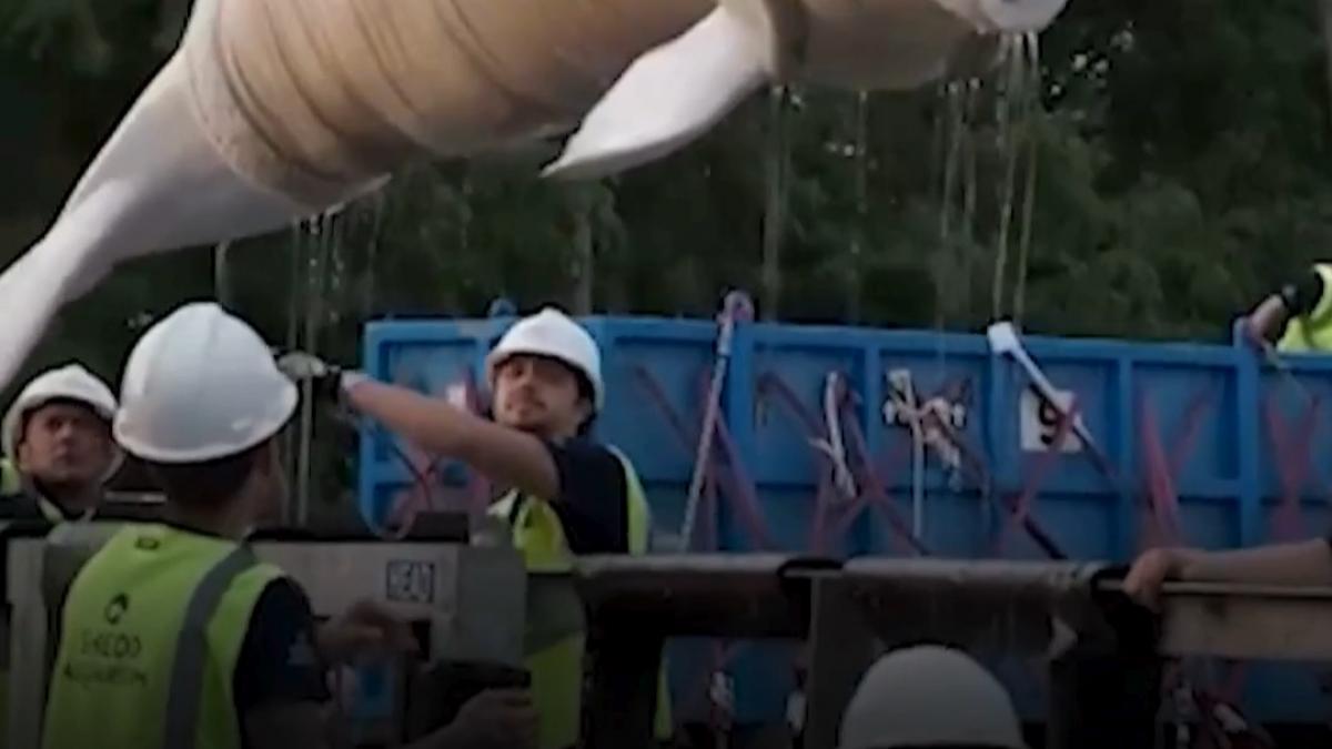 o operatiune uriasa de mutare a celor 30 de balene beluga sinistrate a inceput in canada
