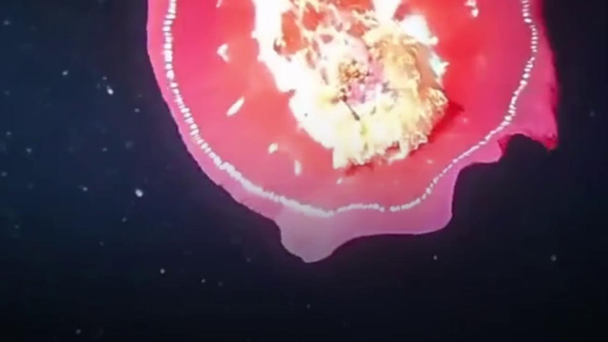 creatura superba din ocean surprinsa extrem de rar pare ca danseaza in adancuri si i a fascinat pe biologii marini