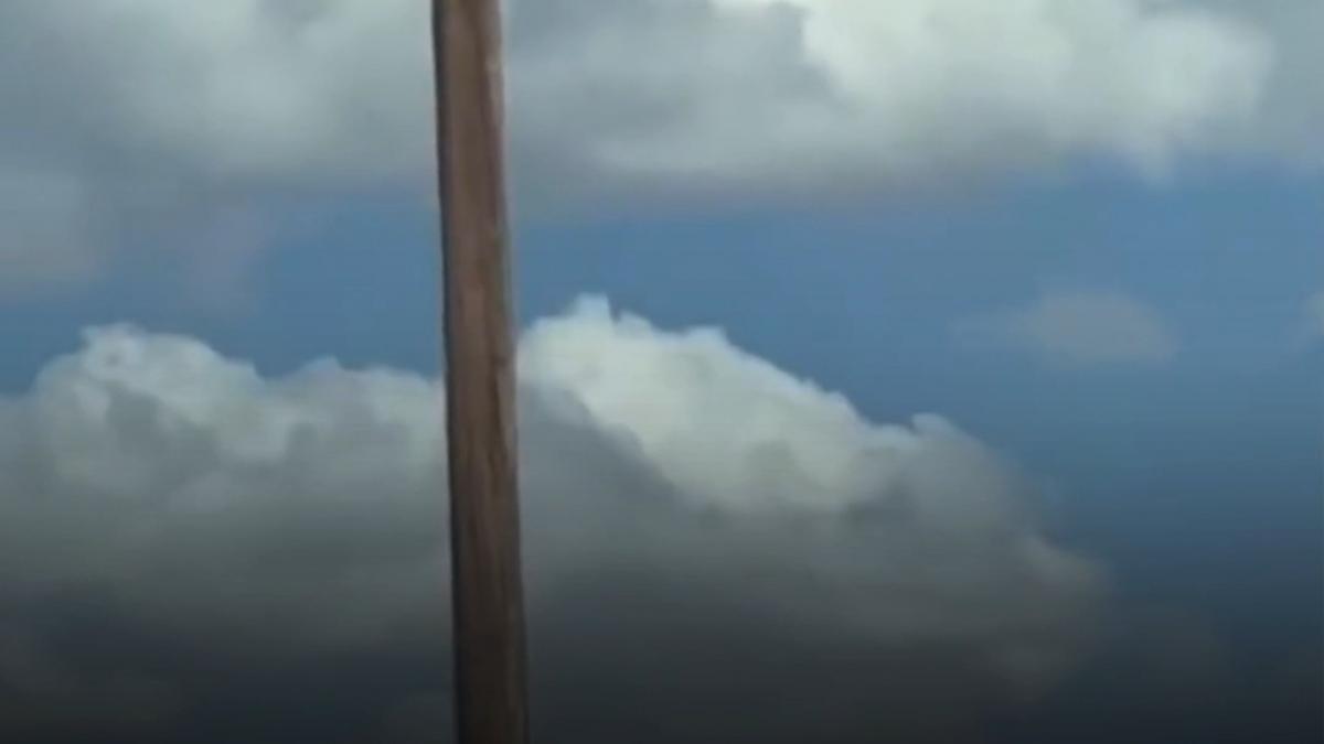 imagini virale cu un urs catarat pe un stalp de electricitate finalul nu a fost fericit