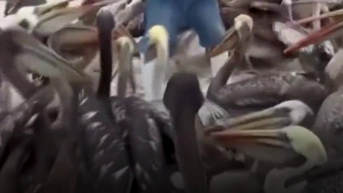 invazie de pelicani in peru pasarile flamande ajung printre oameni dupa ce el nino le a afectat ecosistemul