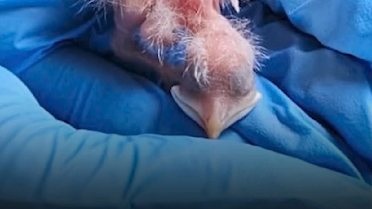 un pui de graur de bali una dintre cele mai rare pasari din lume a eclozat la zoo atlanta