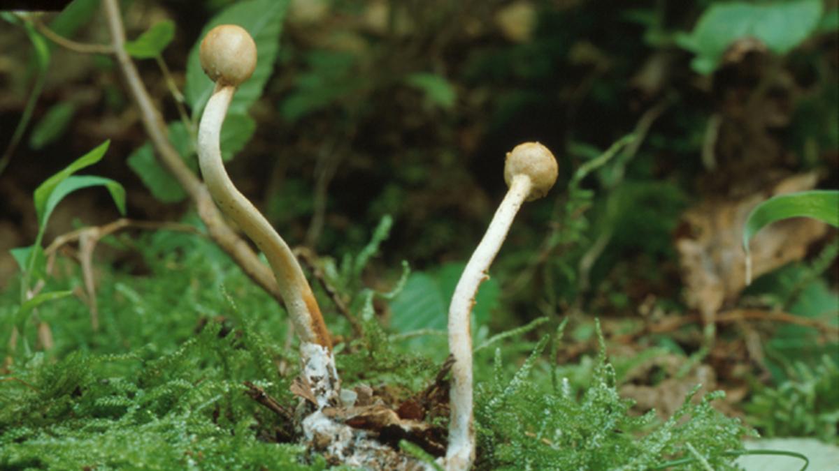 Ciuperca-parazit Cordyceps militaris