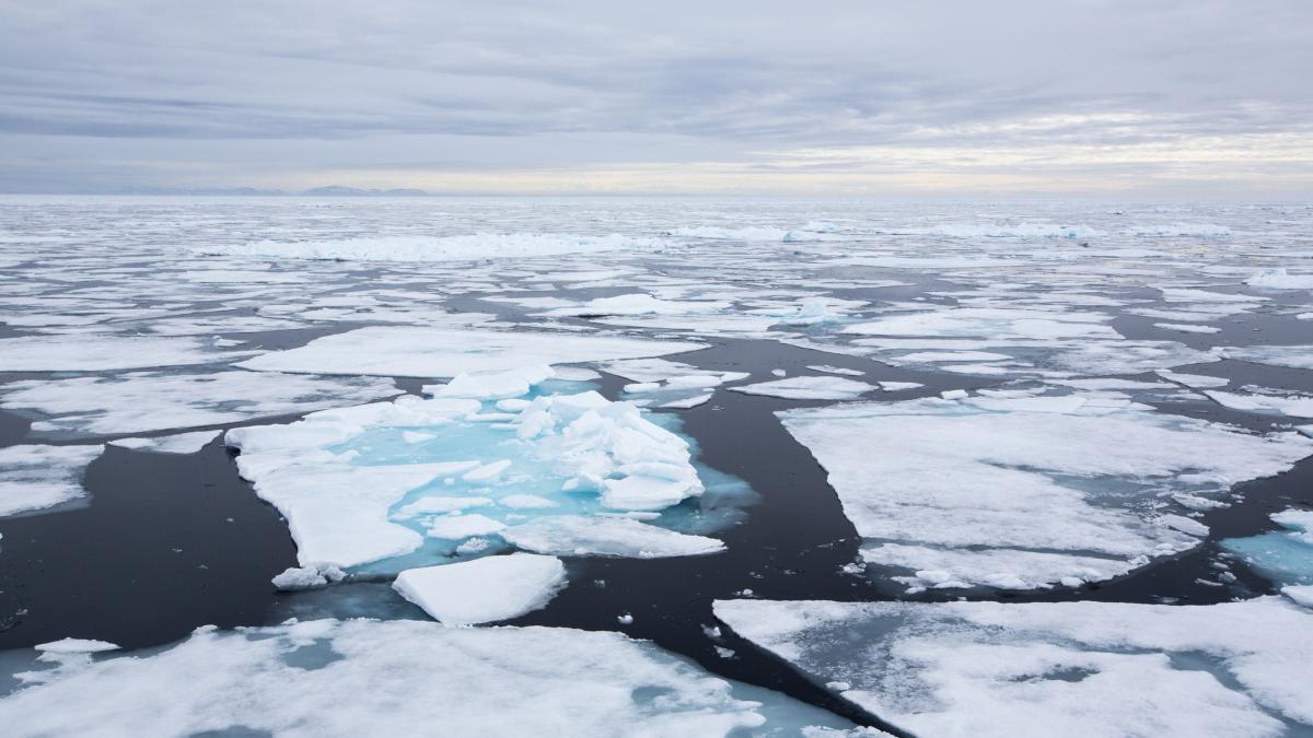 gheata arctica