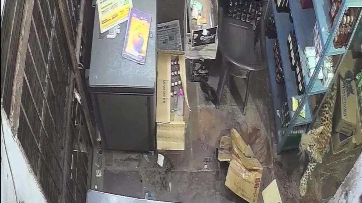leopard care intra in magazinul cu bauturi alcoolice si ataca vanzatorul