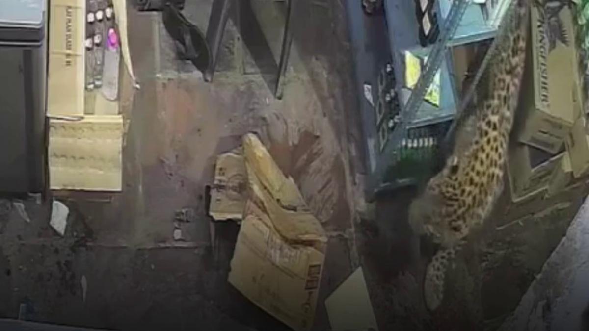 momentul in care un leopard intra intr un magazin de bauturi alcoolice si ataca vanzatorul cinci ore a durat capturarea lui