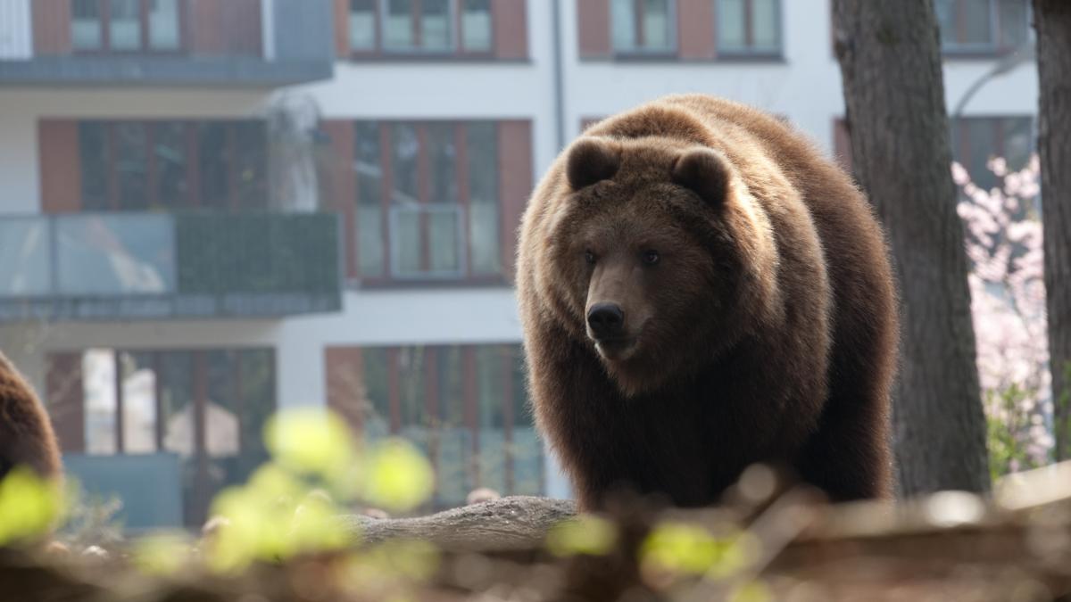 sibienii au fost treziti de ro alert la 04 55 un urs s a plimbat prin centrul orasului si a ajuns in curtea unui liceu
