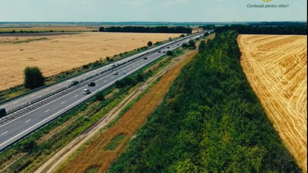 sute de mii de duzi macesi si visini turcesti au aparut la marginea autostrazii soarelui romsilva le explica rolul asigura protectie