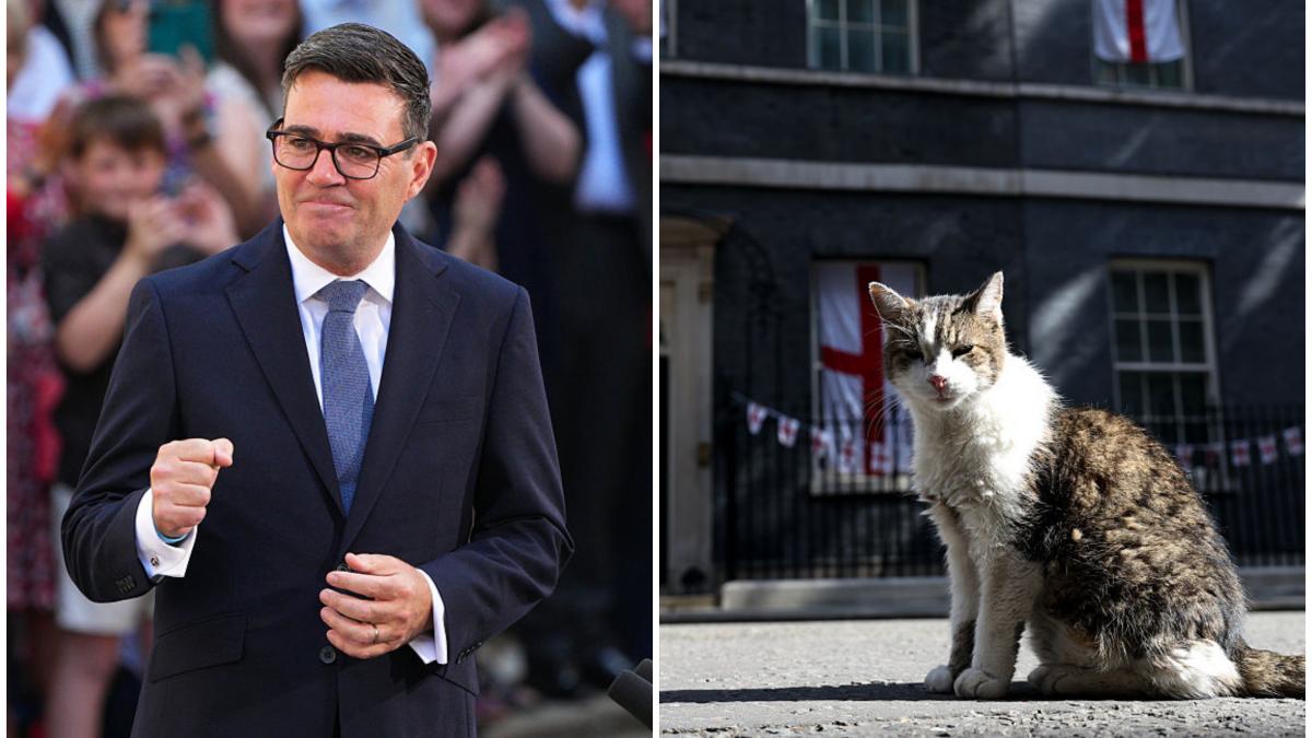 andy burnham noul premier britanic nu isi va aduce cainele pe downing street ca sa nu i tulbure linistea motanului larry