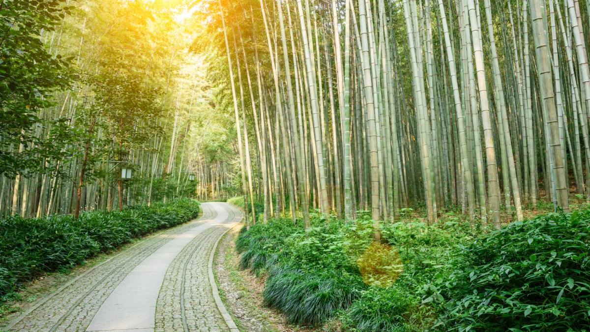 padure bambus china planta iarba
