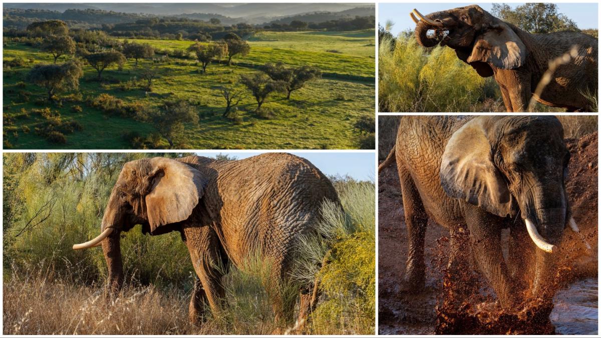 julie ultimul elefant circ portugalia sanctuarul pentru elefanti pangea europa