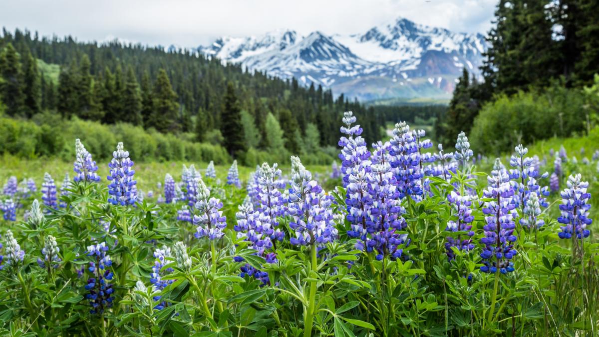 lupini alaska planta flori inflorita