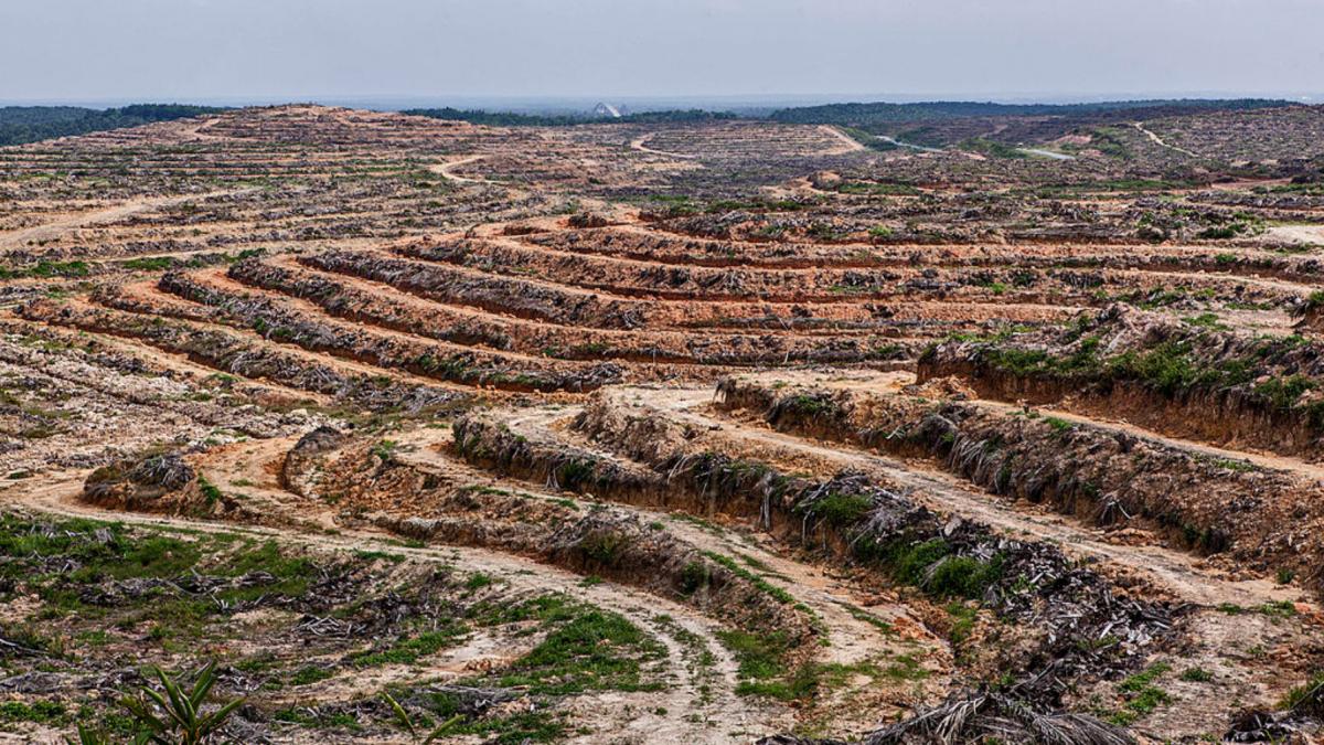 schimbarile climatice ar putea rescrie planeta pana in 2050 impactul ar echivala cu 3 3 milioane de ani de transformari ale planetei