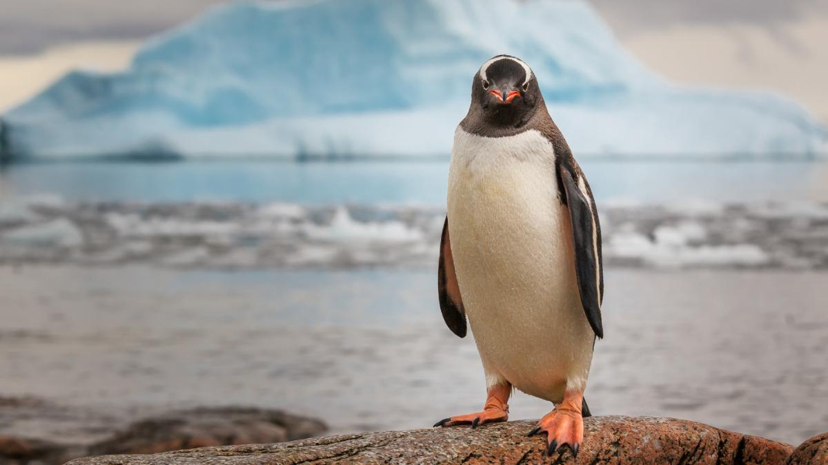 antarctica a inregistrat 84 c cea mai scazuta temperatura de pe pamant din ultimii 12 ani astronautii ghetii explica de ce