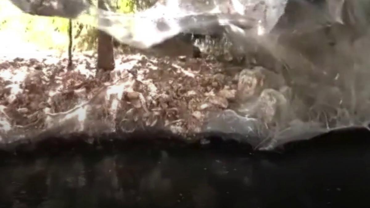 fenomen rar langa ierusalim milioane de paianjeni au acoperit o padure cu panze