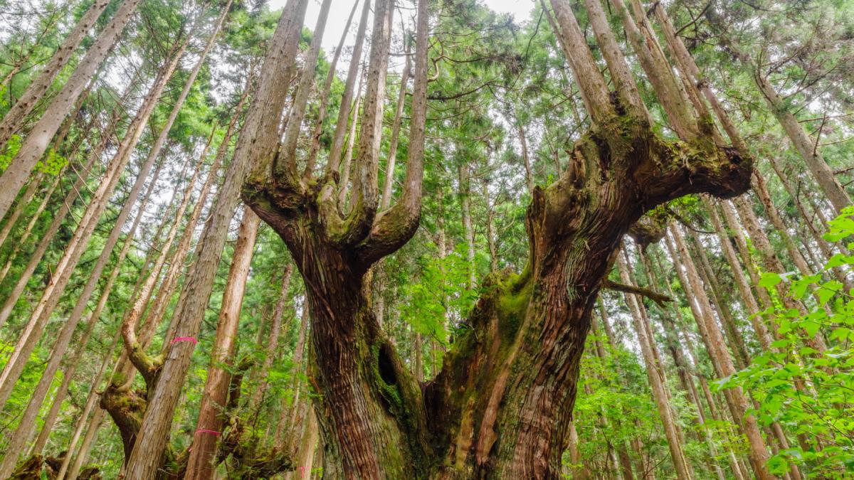 japonia are o metoda veche de 600 de ani prin care un copac produce lemn timp de secole fara sa fie taiat cum functioneaza daisugi
