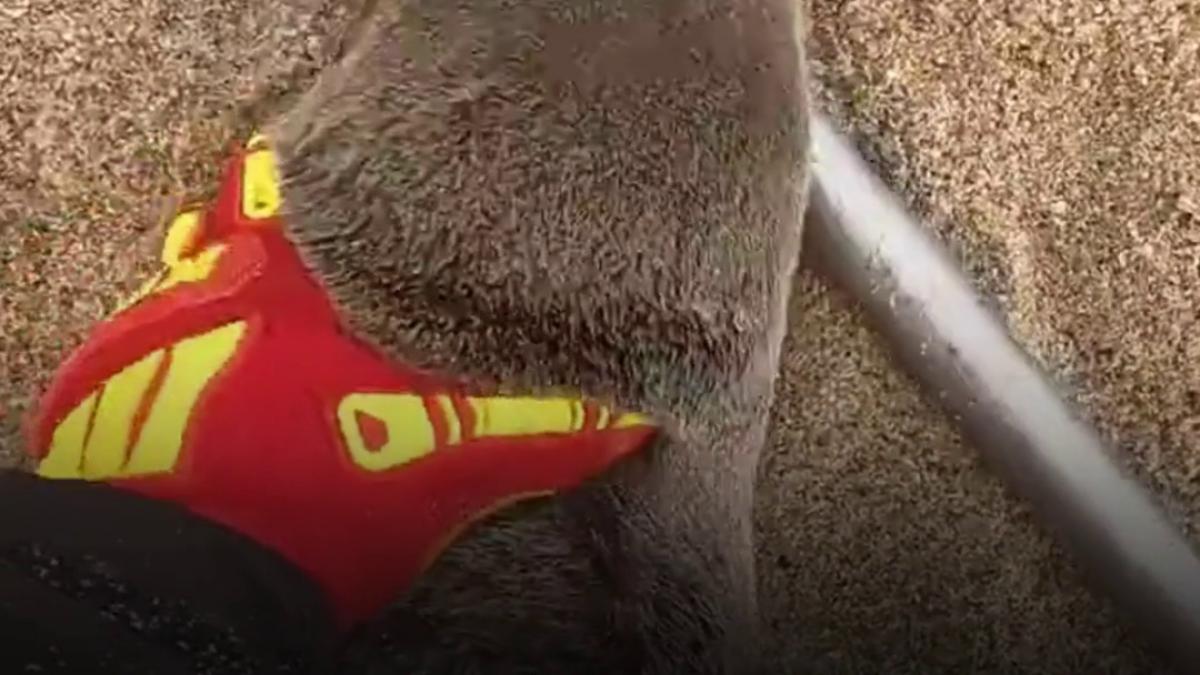 moment emotionant in namibia un pui de foca a cerut ajutorul salvatorilor parea sa stie exact cine suntem