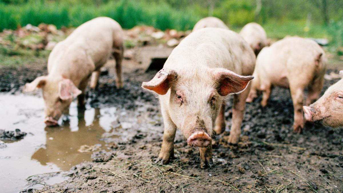 camera deputatilor a adoptat noi masuri pentru combaterea pestei porcine africane ajutoare pentru crescatorii de porci si bovine