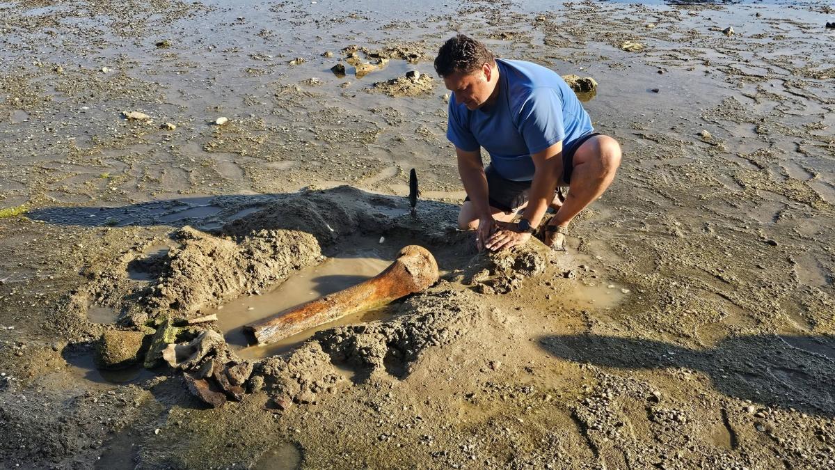 ce se intampla cu mamutul descoperit de bulgari pe malul dunarii dupa scaderea nivelului apei specialistii au o ipoteza surprinzatoare