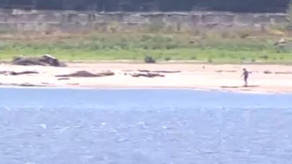 imagini dramatice dupa retragerea dunarii la giurgiu au aparut plaje canalul sfantu gheorghe a secat iar barjele au fost abandonate
