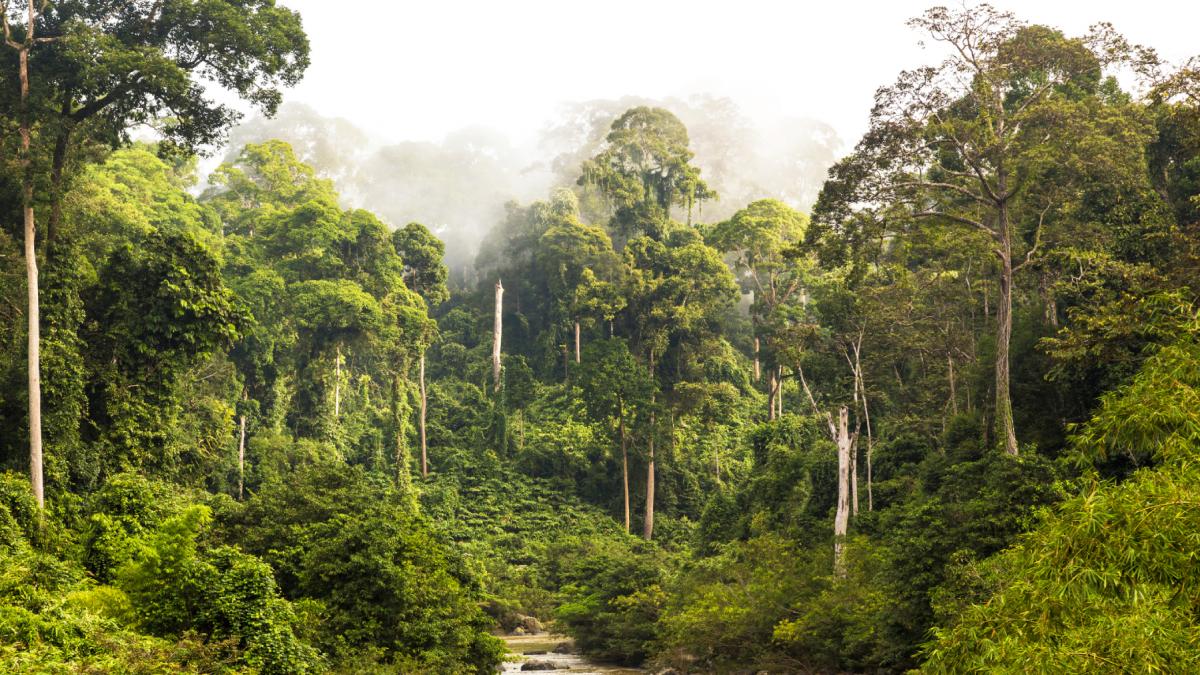 arborii uriasi din borneo sfideaza gravitatia o descoperire noua rastoarna teoria despre cei mai inalti copaci cu flori din lume